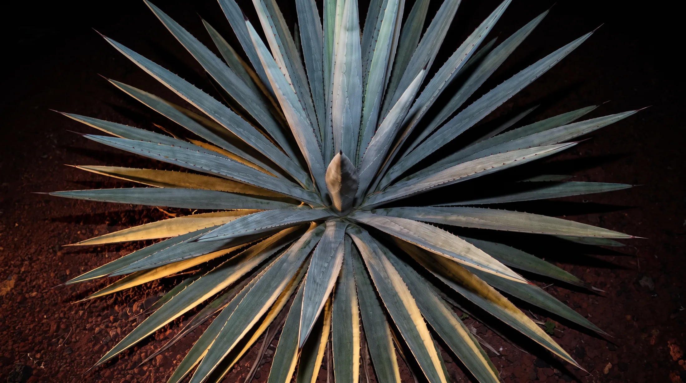 Un agave azul Weber visto desde arriba, de noche, con el borde de cada penca encendido por una luz dorada