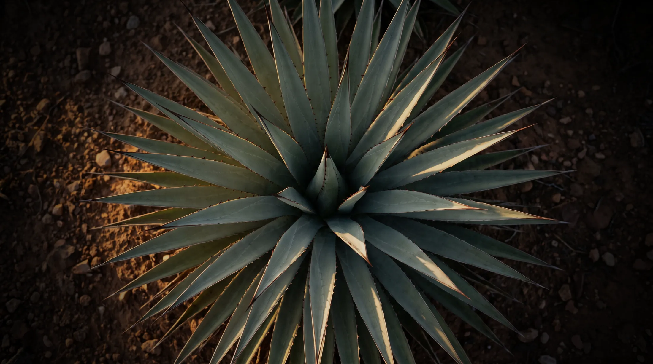 Un agave espadín de Oaxaca visto desde arriba, de noche, con pencas largas y angostas tocadas por una luz dorada